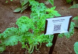 Image result for Brassica