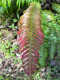 Image result for Blechnum attenuatum