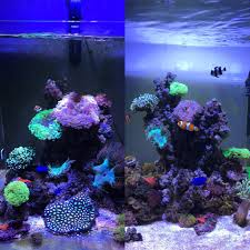 Highly Recommend The Ai Prime Hd Light I Ll Let My Growth Do The Talking Marine Fish Tanks Reef Tank Marine Fish