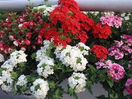 Was für blumen schenkst du einem mann? Wohnung Balkon Blumen Pflanzen Blumen Garten