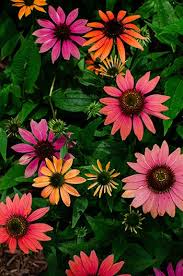 Check spelling or type a new query. 15 Of The Most Beautiful Botanical Gardens In North Carolina