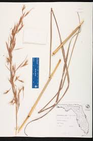 Image result for Hyparrhenia gazensis
