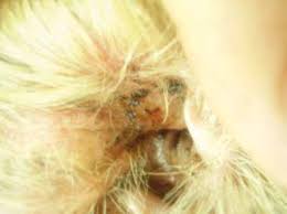 Image result for what do otodectes cynotis look like in dog fur