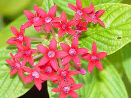 Image result for Pentas lanceolata