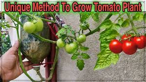 We did not find results for: Best Method To Grow Tomato Plant In Plastic Hanging Bottle Ll Vertical Gardening Ll No Space Garden Youtube