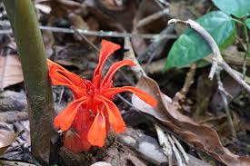 Image result for Etlingera