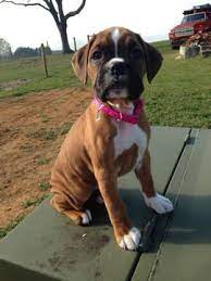 The price is $84 per night from may 9 to may 10$84. Boxer Puppy For Sale In Chambersburg Pa Adn 51647 On Puppyfinder Com Gender Female Age 7 Weeks Old Boxer Puppies For Sale Puppies For Sale Boxer Puppies