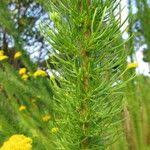 Image result for Phymaspermum