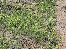 Image result for Hunteria congolana