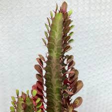 Image result for Euphorbia rubriflora