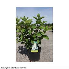 This shrub is deciduous so it will lose all its leaves in autumn, then fresh new foliage appears again each spring. Hydrangea Paniculata Silver Dollar Plants Thompson Morgan