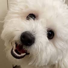 Fundraiser by Isaiah Hardin : Help Cloudy Get a Lifesaving Transfusion