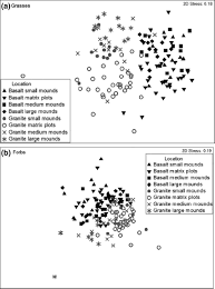 Image result for Aristida rhiniochloa
