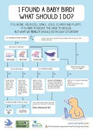 What To Do With Baby Birds Safe Wings Ottawa