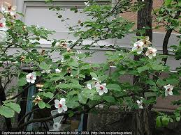 Magnolia Sieboldii Green Plants Plants Magnolia