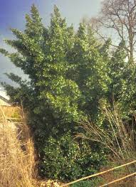 Plant Of The Month