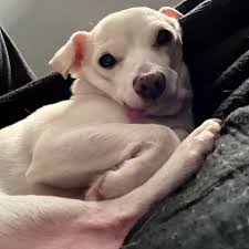 Fundraiser by Alexandra Matragrano : Help Cheese Walk Again: Support His  Therapy