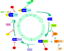 We are aware that all life stems from a single cell, and that the cell is the most basic unit of all living organisms. Schematic Representation Of Cell Cycle Control In Plants Progression Download Scientific Diagram