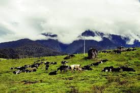 Kundasang is home to desa cattle dairy farm. Desa Cattle Farm Located 2 3km From Kundasang Guest House Picture Of Kundasang Guesthouse Tripadvisor