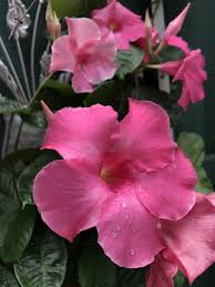 Pin On Plants Gardening