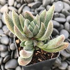 Image result for Crassula alsinoides