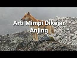 Maybe you would like to learn more about one of these? Arti Mimpi Dikejar Anjing Menurut Islam Primbon Dan Psikologi Youtube
