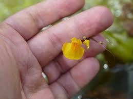 Image result for Utricularia australis