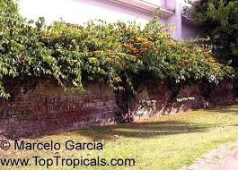 Image result for Combretum fuscum