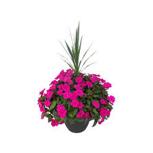 We did not find results for: Meyers Flowers Flower Planter 12 In Assorted 700070 Rona