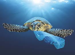 Wie ich begonnen habe verantwortung zu übernehmen und ein eigenes projekt gegen plastik gestartet habe. Plastik Mit Giftbeilage Wie Der Stoff Unsere Meere Verschmutzt Tauchen De