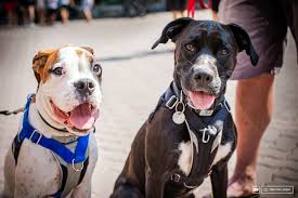 Last week joe camel, born in 1974, breathed his last when the r. 16 Dogs Of Crankworx Whistler Pinkbike