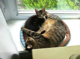 Would salted butter be ok? Got New Kitten And Now My Current Cat Poops On The Floor