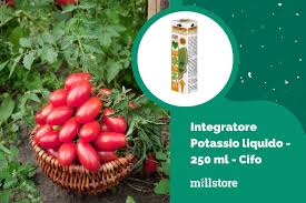 Image result for tomato Piccadilly