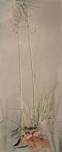 Image result for Eragrostis sclerantha
