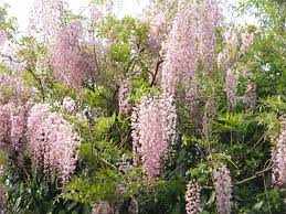 Wisteria File Wisteria Floribunda Rosea 01 Jpg Wikipedia The Free Climbing Flowers Wisteria Plant Plants