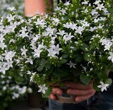 They are moderate to fast growers that baby's tears require little maintenance and bear white star shaped flowers. Noviflora Why We Love The Campanula 03 2019 Detail Blog