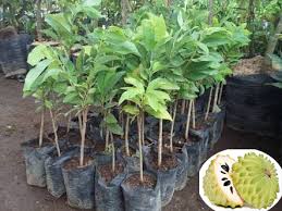 Bertanam saat ini menjadi salah satu hobi yang banyak dilakukan orang orang di kala pandemi. Jual Bibit Biji Tanaman Terlengkap Lazada Co Id