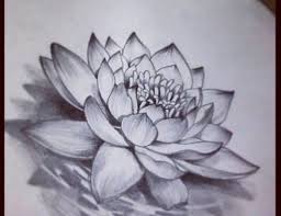 Realistic Lotus Flower Tattoo Image Photos Pictures And Lotus Flower Drawing Water Lily Tattoos Flower Drawing