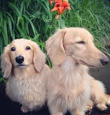 Pin By Theresa Pulley On Doxie Love Cute Baby Dogs Baby Dachshund Baby Dogs