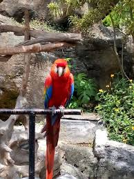 Burung Kakak Tua Koleksi Batu Secret Jatim Park 2 Indonesia Hewan Burung Kartun