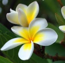 Sacuanjoche Nicaragua National Flower Plumeria Flowers Beautiful Flowers Hawaiian Flowers