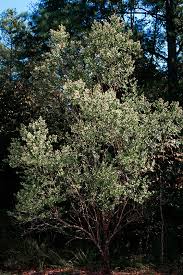 Image result for Microcharis