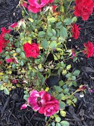 The connection was denied because this country is blocked in the geolocation settings. Landmarks Nursery 1702 Us Highway 17 Richmond Hill Ga Landscaping Mapquest