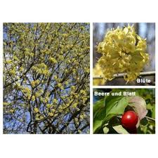 Kornelkirsche Cornus Mas Gunstig Online Kaufen Kornelkirsche Pflanzen Bestellen Pflanzen