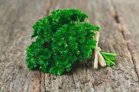 Parsley is antimicrobial and carminative. Can Pregnant Eat Parsley