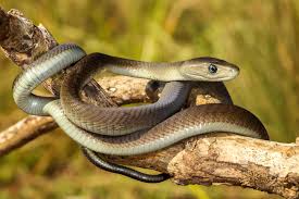 Review of the most poisonous snakes in the world. What Are The Most Poisonous Snakes In The World