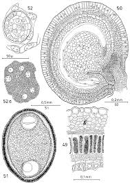 Image result for Lophiocarpus polystachyus