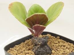 Image result for Aeollanthus subacaulis