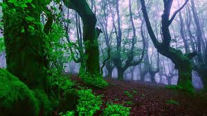 Feel free to download, share. Old Growth Forest Trees Green Leaves Green Moss Moisture Mist Evaporation Hd Wallpaper For Desktop Backgrounds Nature Wallpaper Nature Landscape Wallpapers13 Com