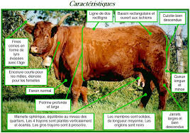 Tous les pays ont pris des mesures pour éviter la contamination et protéger les consommateurs. Caracteristiques Groupe Salers Evolution